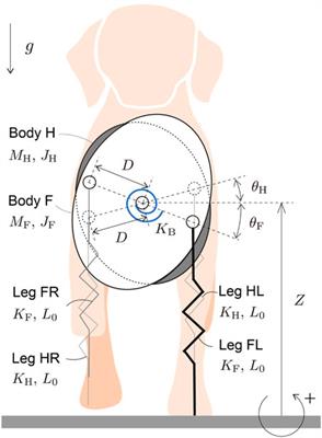 Fore-Aft Asymmetry Improves the Stability of Trotting in the Transverse Plane: A Modeling Study